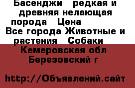 Басенджи - редкая и древняя нелающая порода › Цена ­ 50 000 - Все города Животные и растения » Собаки   . Кемеровская обл.,Березовский г.
